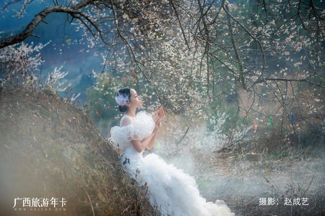 广西又发现一个赏梅仙境，万亩梅林染成雪！| 广西旅游年卡