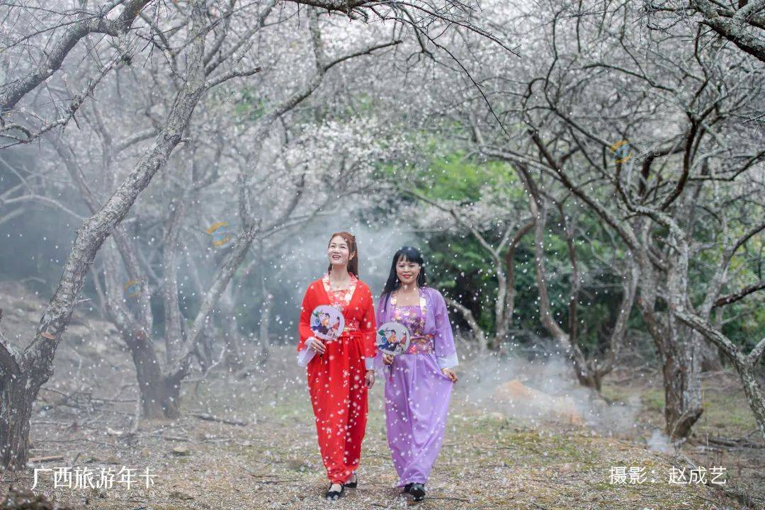广西又发现一个赏梅仙境，万亩梅林染成雪！| 广西旅游年卡