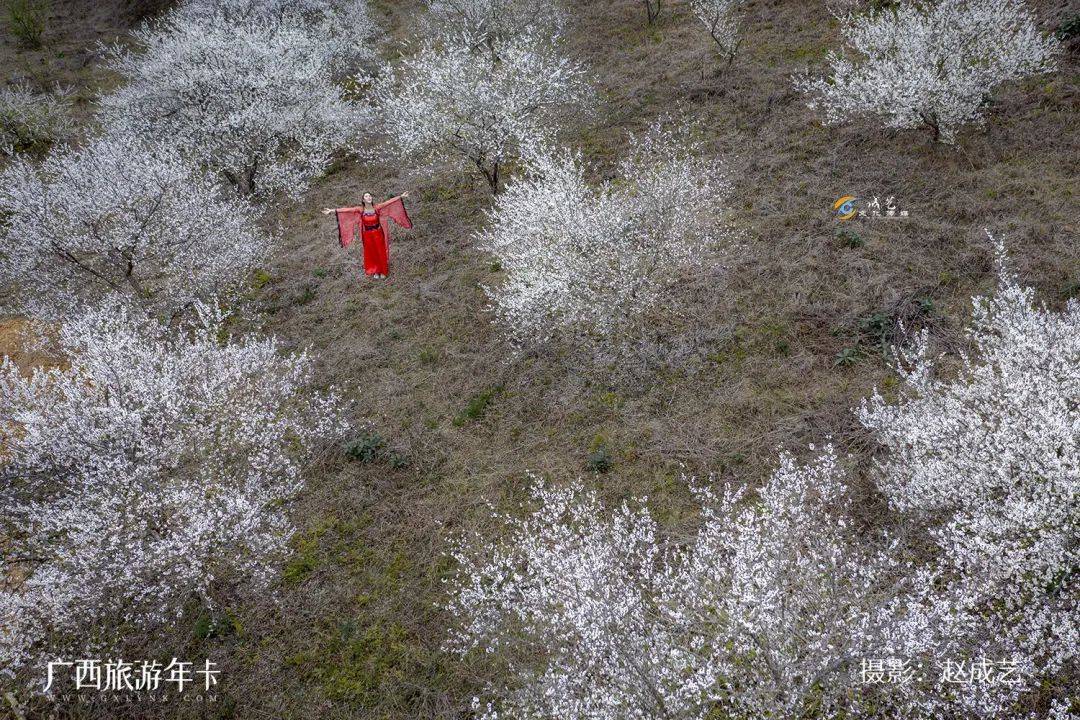 广西又发现一个赏梅仙境，万亩梅林染成雪！| 广西旅游年卡