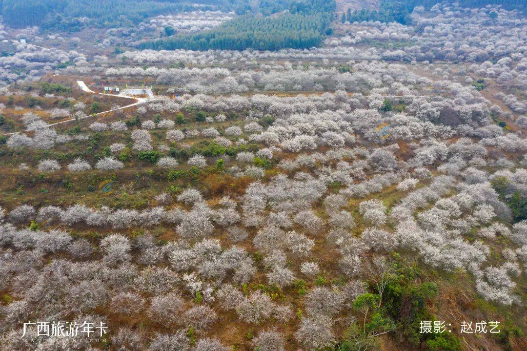 广西又发现一个赏梅仙境，万亩梅林染成雪！| 广西旅游年卡