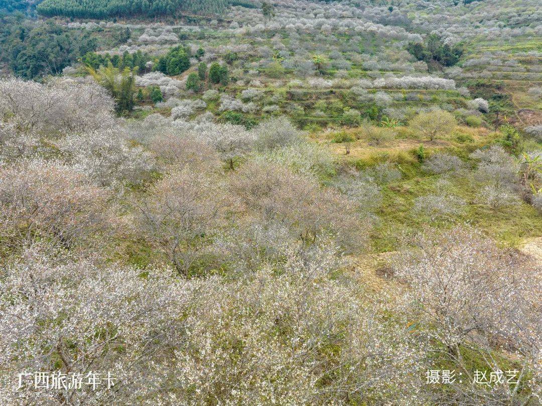 广西又发现一个赏梅仙境，万亩梅林染成雪！| 广西旅游年卡