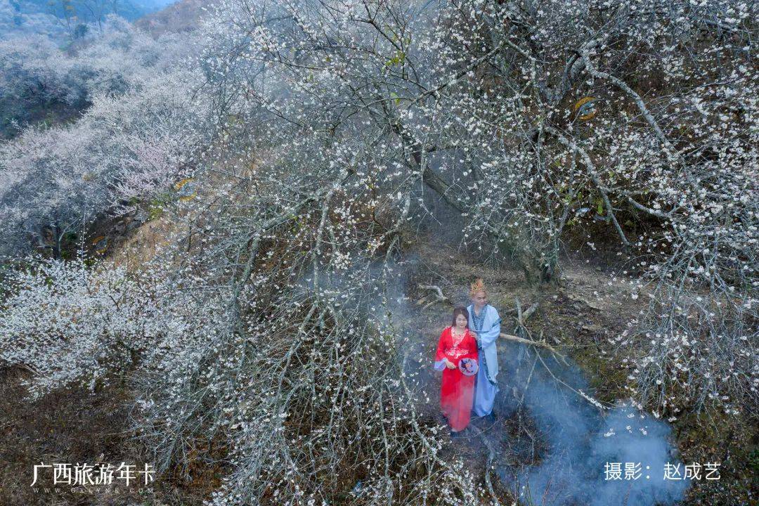广西又发现一个赏梅仙境，万亩梅林染成雪！| 广西旅游年卡