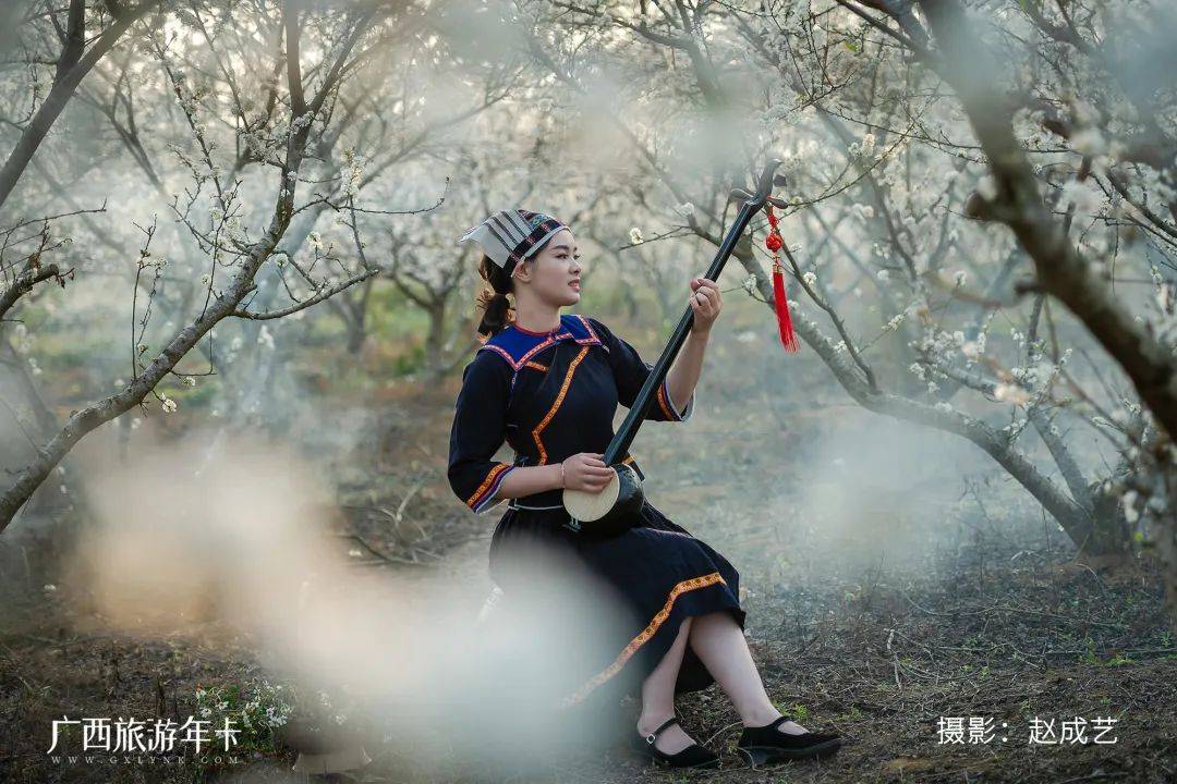 广西又发现一个赏梅仙境，万亩梅林染成雪！| 广西旅游年卡