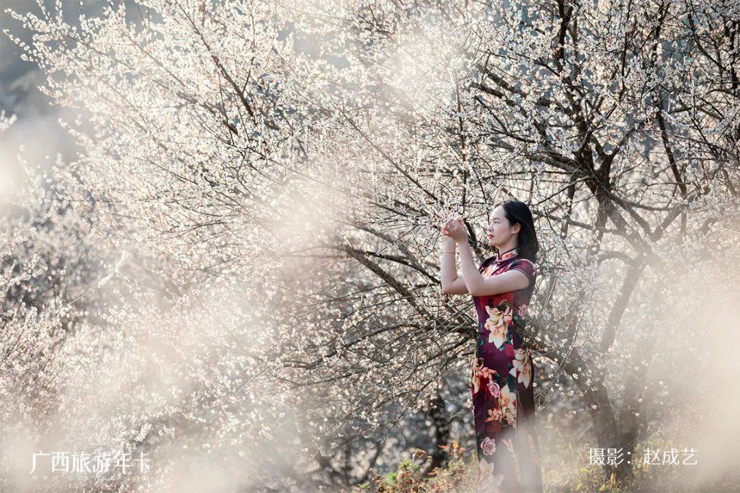 广西又发现一个赏梅仙境，万亩梅林染成雪！| 广西旅游年卡
