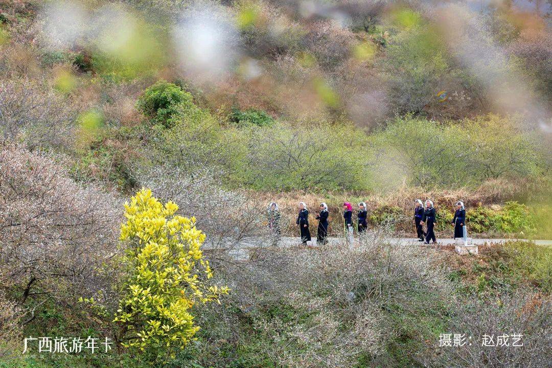 广西又发现一个赏梅仙境，万亩梅林染成雪！| 广西旅游年卡