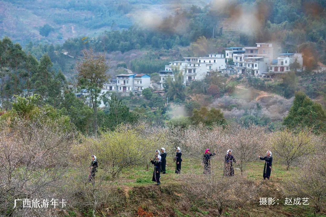 广西又发现一个赏梅仙境，万亩梅林染成雪！| 广西旅游年卡