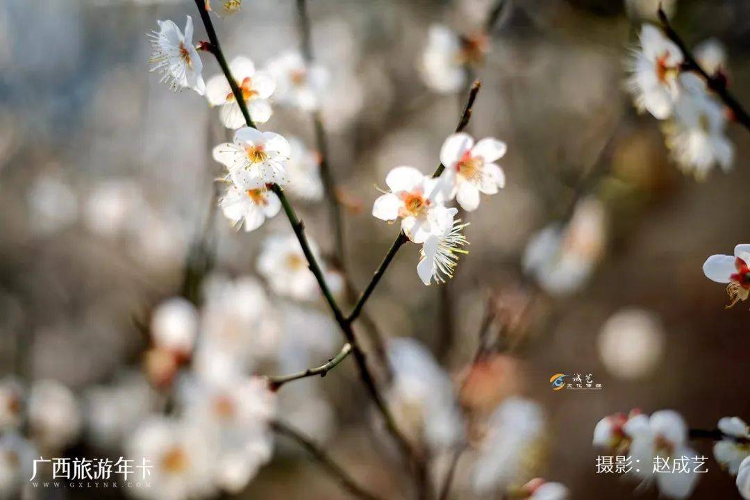 广西又发现一个赏梅仙境，万亩梅林染成雪！| 广西旅游年卡