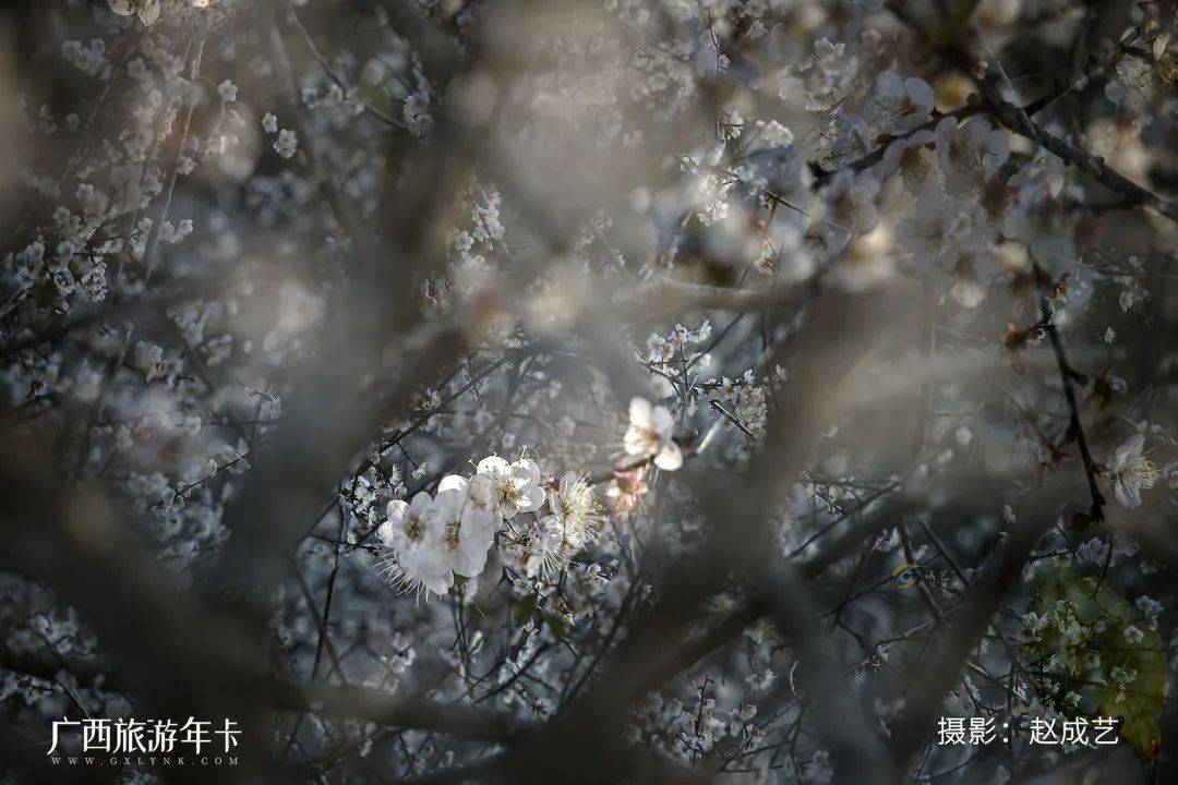 广西又发现一个赏梅仙境，万亩梅林染成雪！| 广西旅游年卡