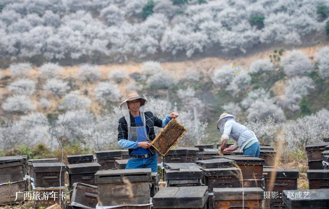 广西又发现一个赏梅仙境，万亩梅林染成雪！| 广西旅游年卡