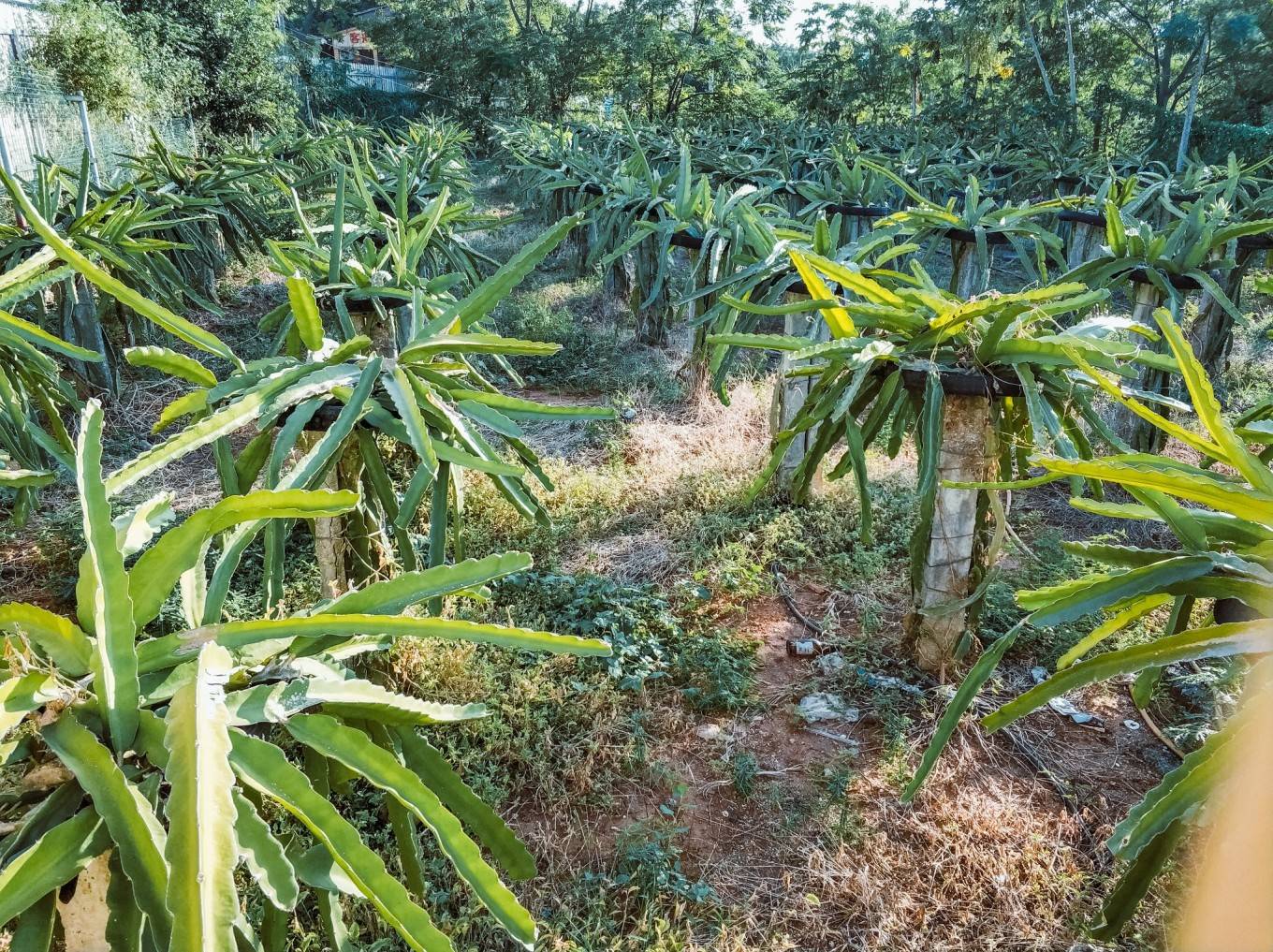 北海-涠洲岛-南宁6日游玩攻略