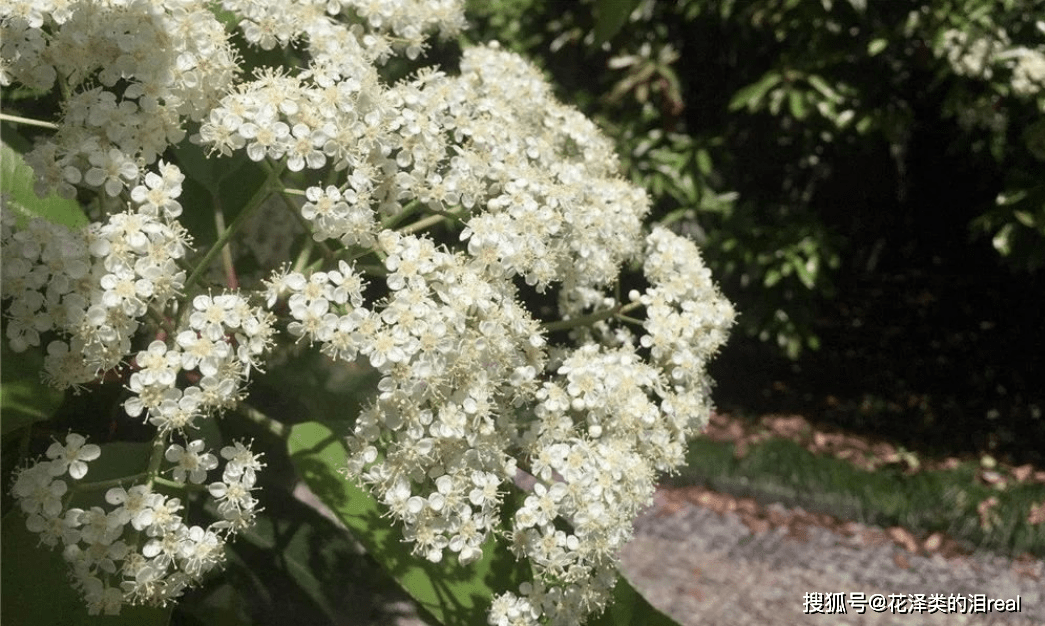 石楠花好臭上热搜！石楠花是什么味道