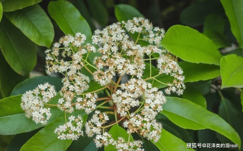 石楠花好臭上热搜！石楠花是什么味道