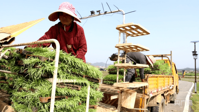 【春日里的中国】湖南娄底：科技助力春耕提质增速