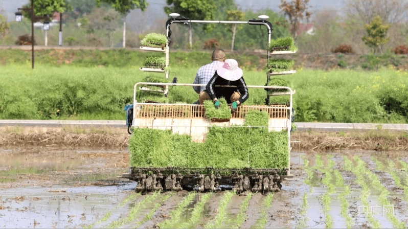 【春日里的中国】湖南娄底：科技助力春耕提质增速