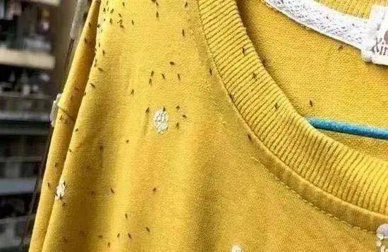 这种虫子密密麻麻！广东人注意，尽量别穿这种颜色的衣服出门