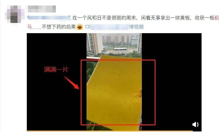这种虫子密密麻麻！广东人注意，尽量别穿这种颜色的衣服出门