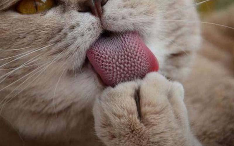 人类，为何始终无法完全驯化猫科动物？