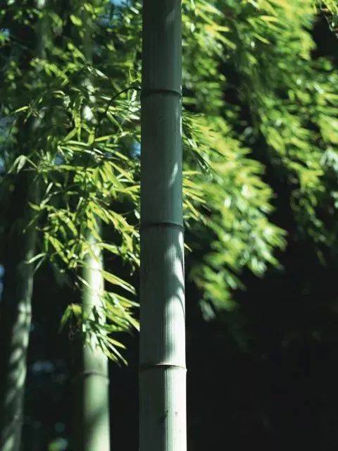 最适合入画的“十大吉祥植物”，送人必知！