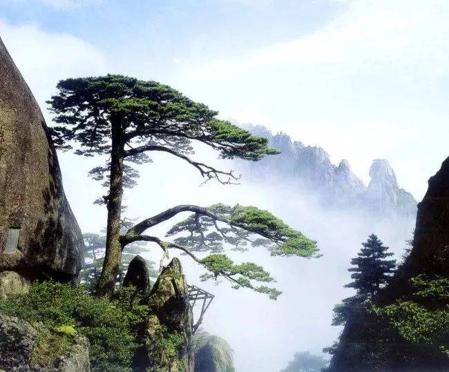 最适合入画的“十大吉祥植物”，送人必知！