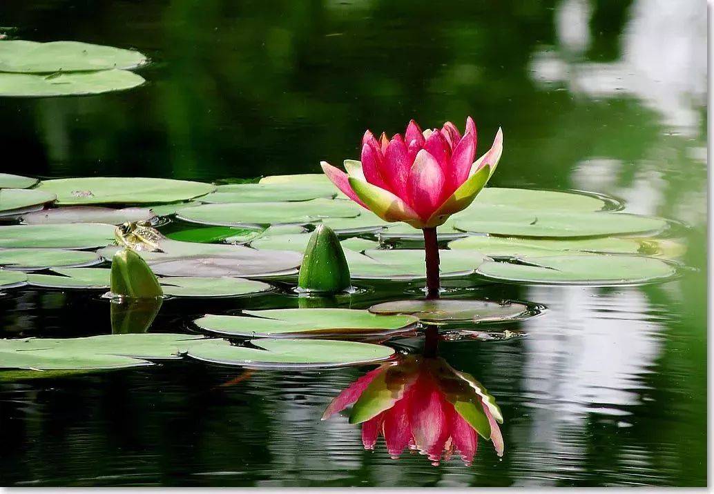 最适合入画的“十大吉祥植物”，送人必知！