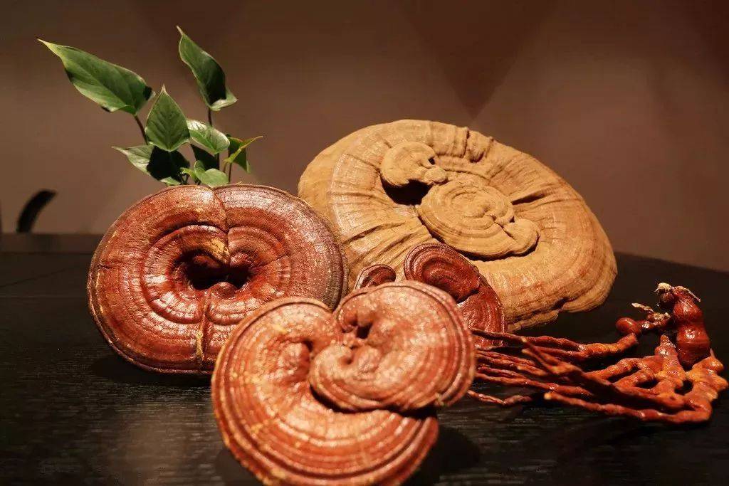 最适合入画的“十大吉祥植物”，送人必知！