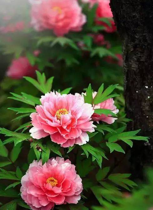 最适合入画的“十大吉祥植物”，送人必知！