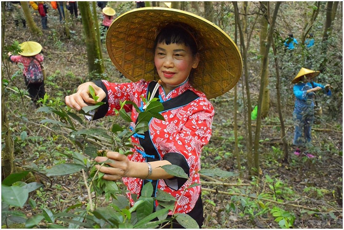 在梯面茅輋，大山深处，隐藏着一千多亩原生态的古茶园