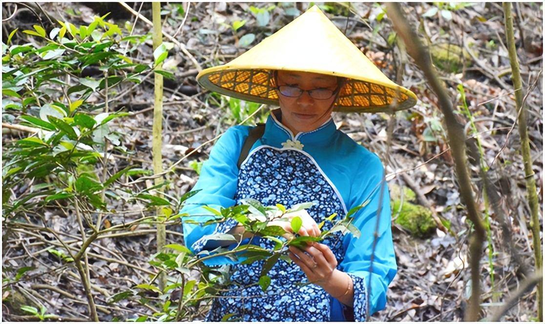 在梯面茅輋，大山深处，隐藏着一千多亩原生态的古茶园