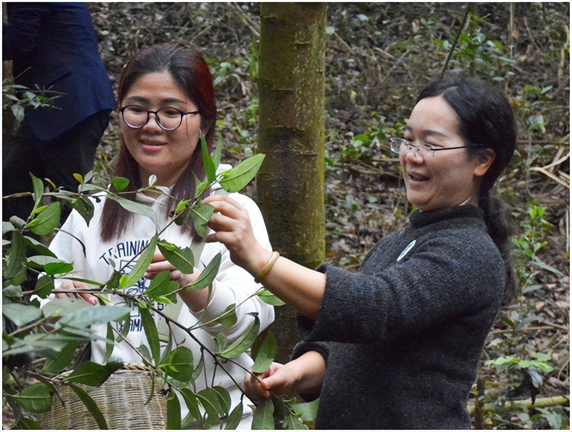 在梯面茅輋，大山深处，隐藏着一千多亩原生态的古茶园