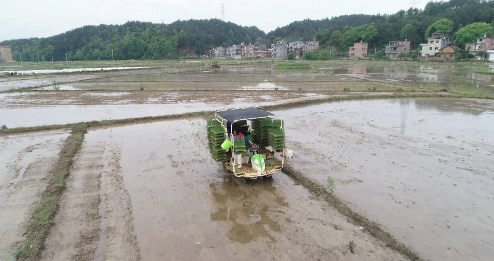 宁远：水稻机械化插秧 助力水稻生产“加速度”