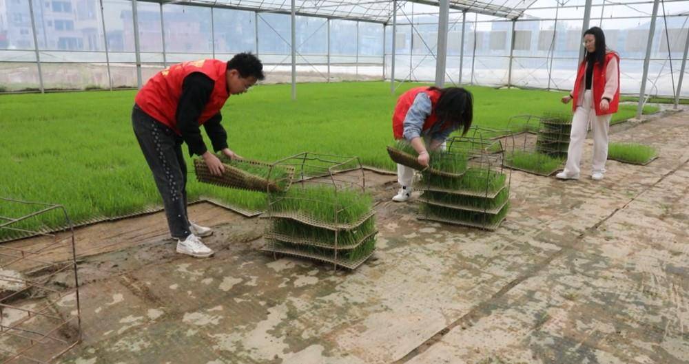 宁远：水稻机械化插秧 助力水稻生产“加速度”
