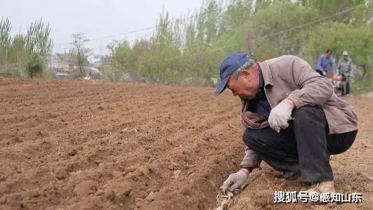 天平街道耿庄村：种好黄精得“黄金”