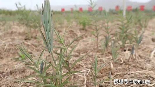 天平街道耿庄村：种好黄精得“黄金”