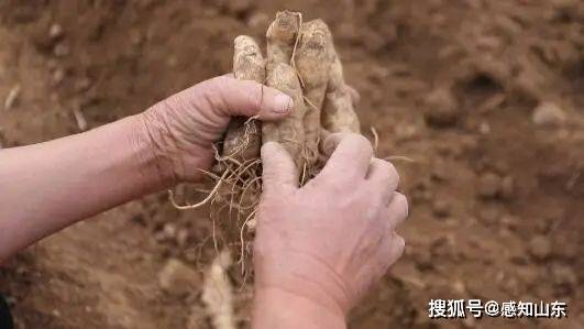 天平街道耿庄村：种好黄精得“黄金”