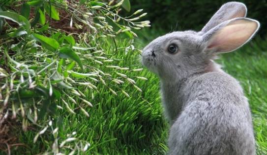 兔兔兔兔：10月31号不宜出门办事，你知道10月31号是什么日子吗？