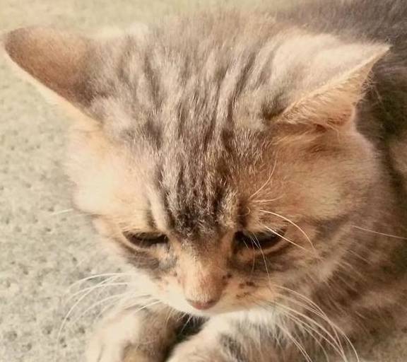日本女生家养的小奶猫，自带“卧蚕”，网友点赞：颜值很高