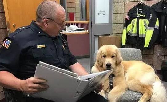 在这个圣诞节，你给你家爱犬准备了什么礼物？