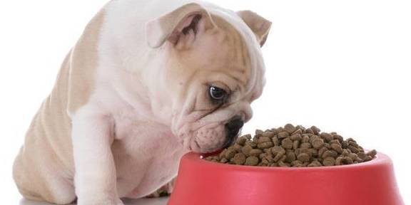在这个圣诞节，你给你家爱犬准备了什么礼物？