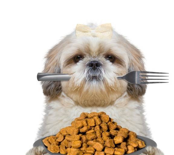 在这个圣诞节，你给你家爱犬准备了什么礼物？