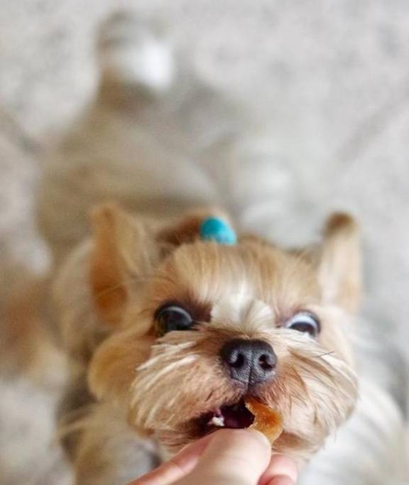 在这个圣诞节，你给你家爱犬准备了什么礼物？