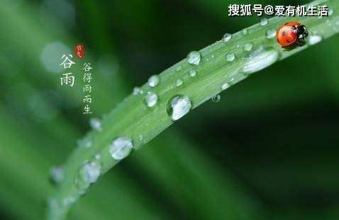 谷雨是几月几日，谷雨节气的特点和风俗