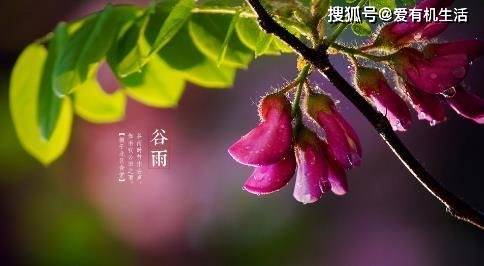 谷雨是几月几日，谷雨节气的特点和风俗