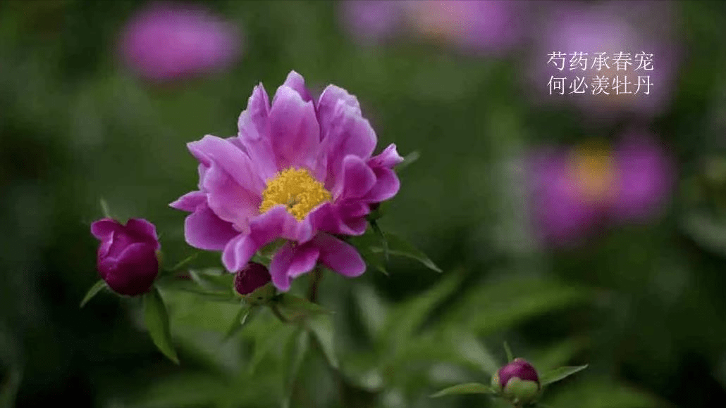 谷雨节气｜享受最后一抹春意，5首诗词带你感受最美春光