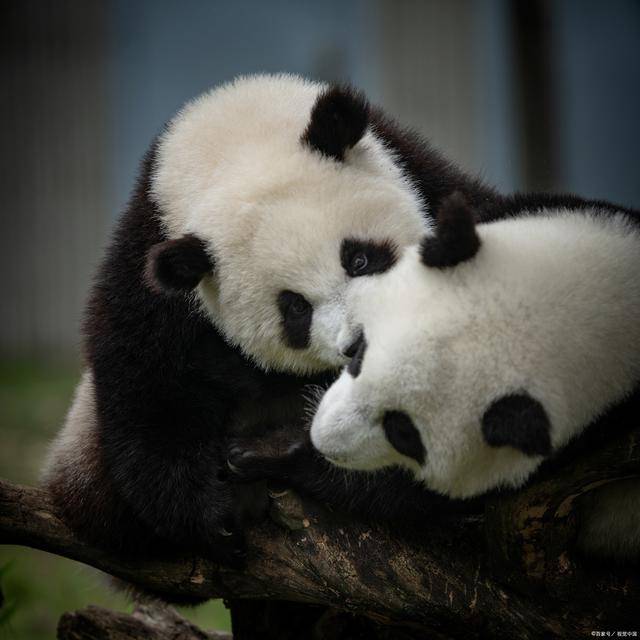 泰国大熊猫林惠去世年仅21岁，大熊猫正常寿命是多少岁？