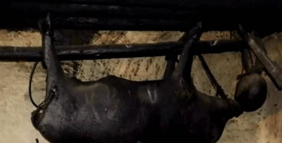 房梁上悬挂53年的四川臭猪肉，仅限招待贵宾，这肉真的还能吃吗？
