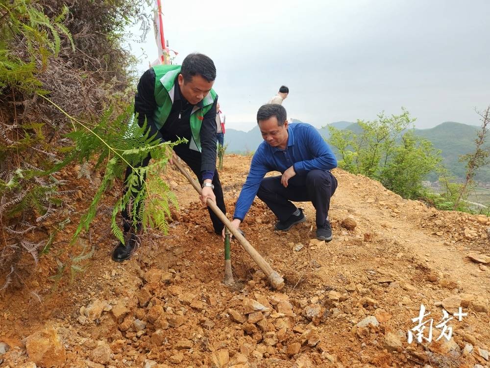 麻竹解锁东上村产业振兴“密码”｜驻村故事