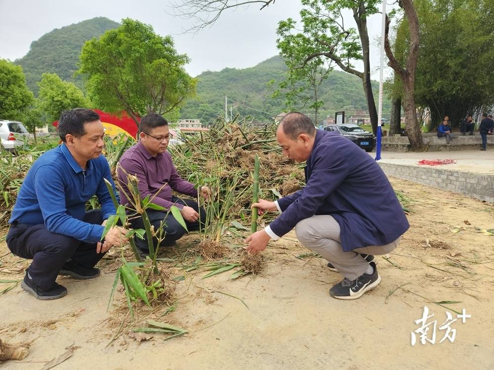 麻竹解锁东上村产业振兴“密码”｜驻村故事