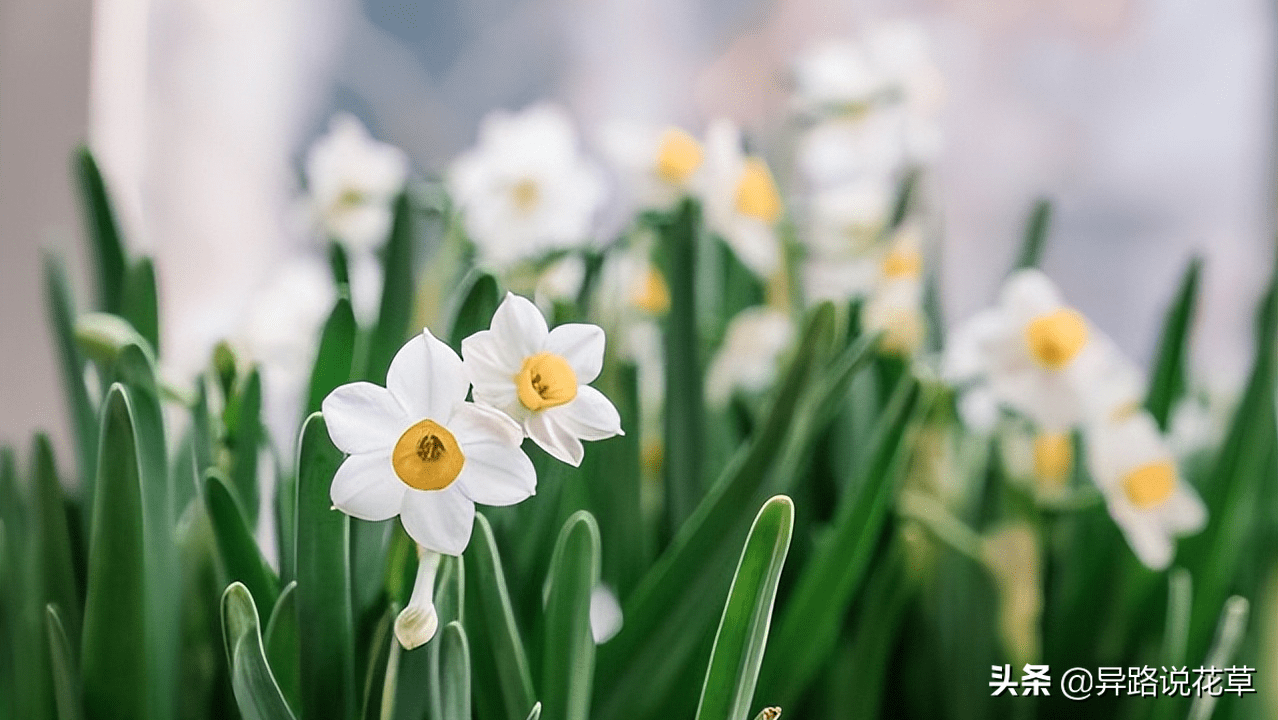 花中仙子，5种带“仙”字的花，哪一种能俘获你的心？