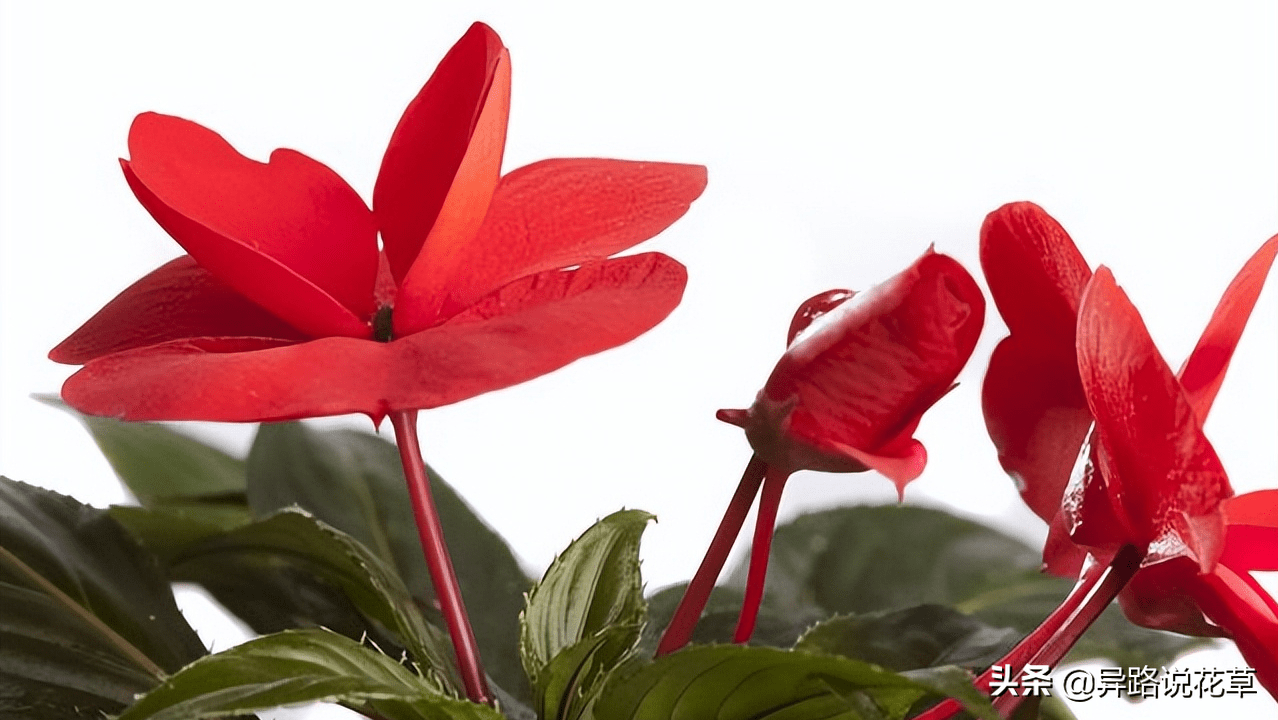 花中仙子，5种带“仙”字的花，哪一种能俘获你的心？