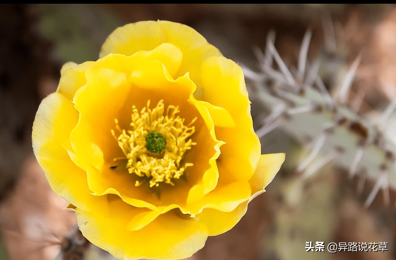 花中仙子，5种带“仙”字的花，哪一种能俘获你的心？